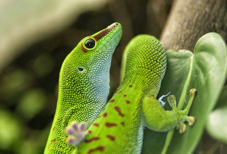Types Of Geckos