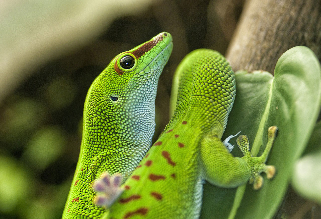 Types Of Geckos - Learn About Nature