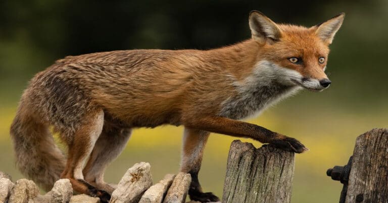Types of Foxes: All About Their Different Species