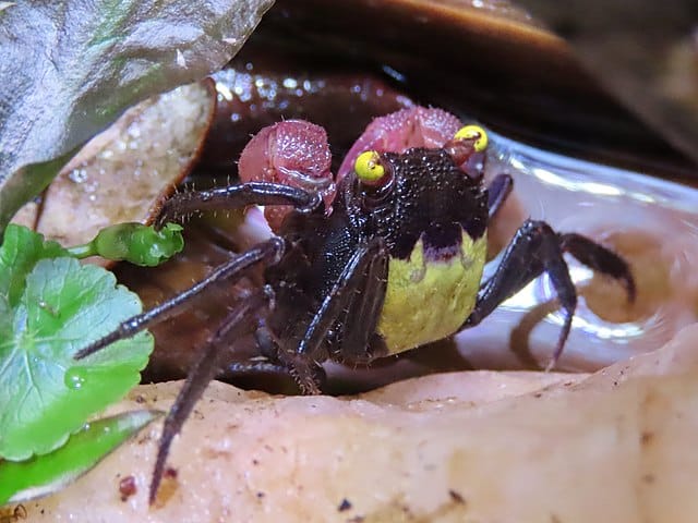 Vampire Crab close up