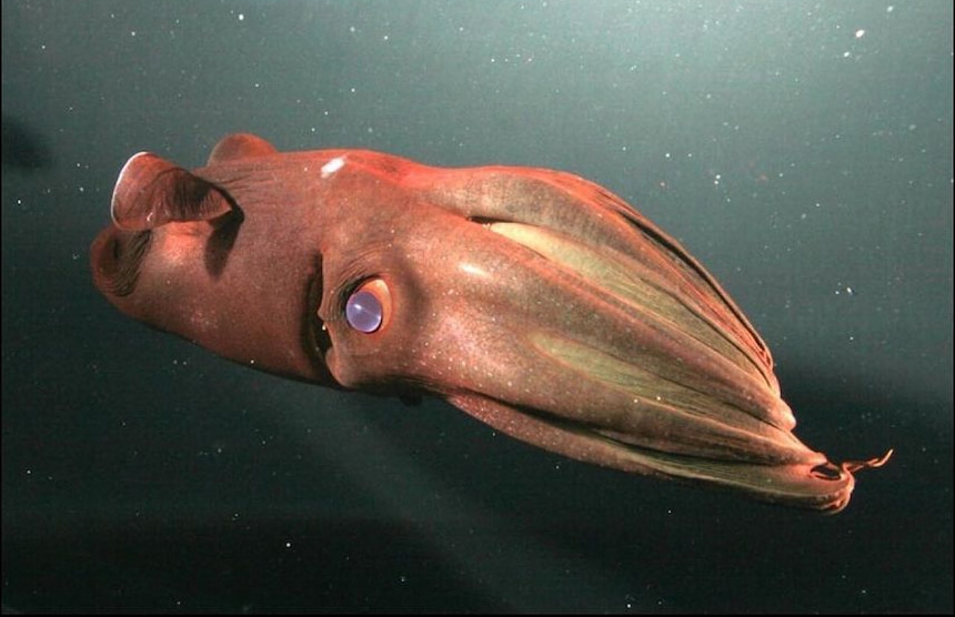 Vampire Squid 