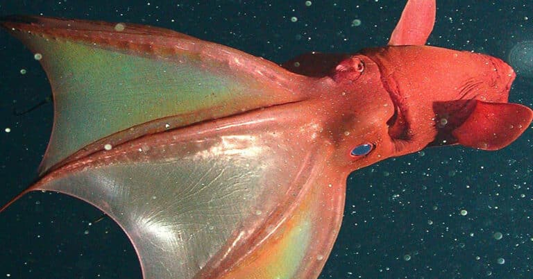 Vampire Squid – All About Habitats & Characteristics