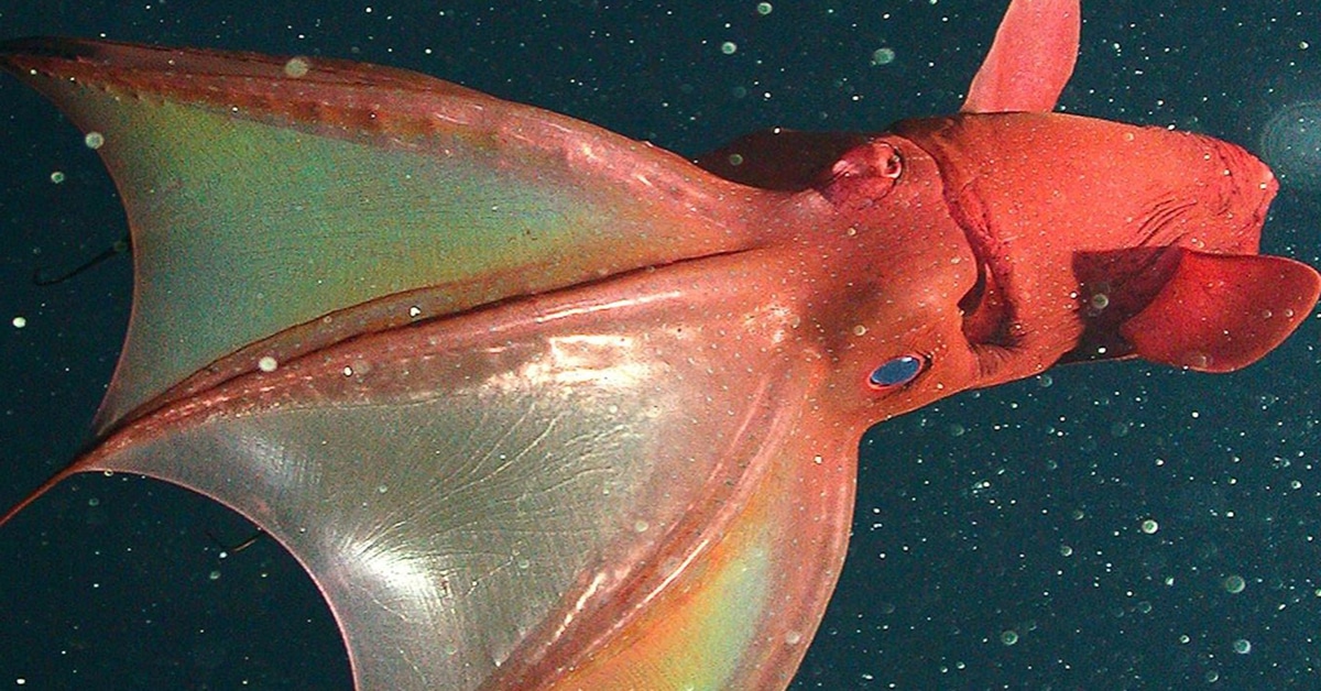 Vampire Squid