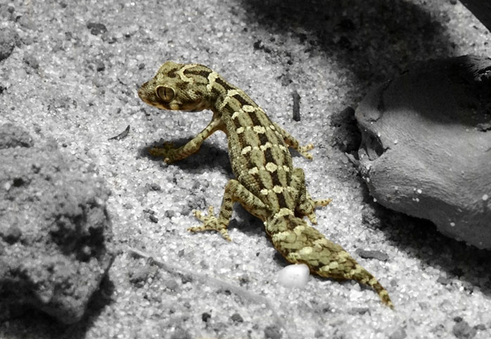 Viper Gecko