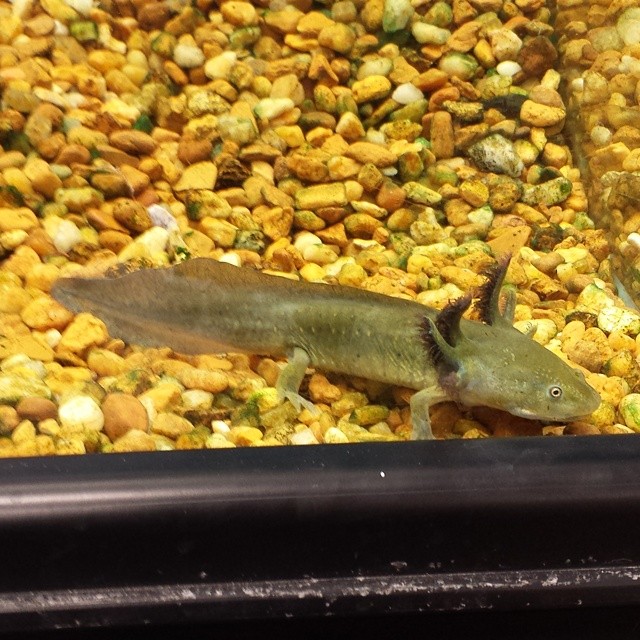 Water Dog Fish in tank