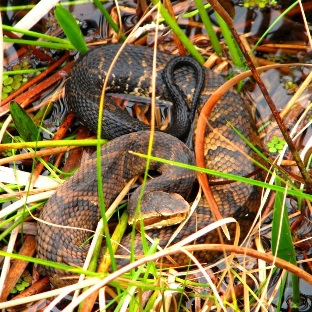 Water Moccasin Snake