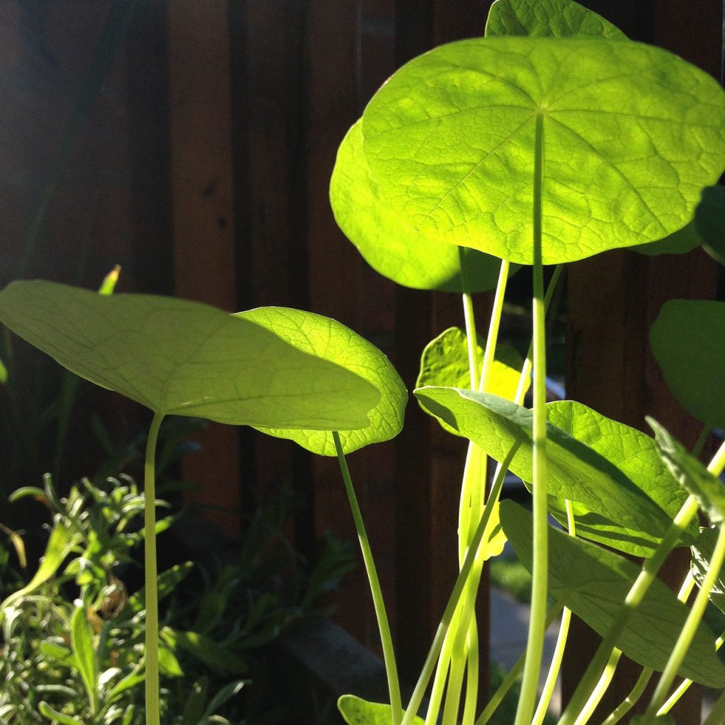 Watercress