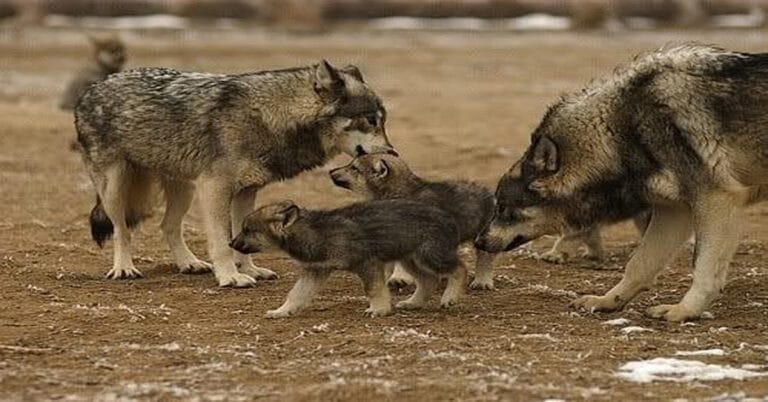 What Are Baby Wolves Called?