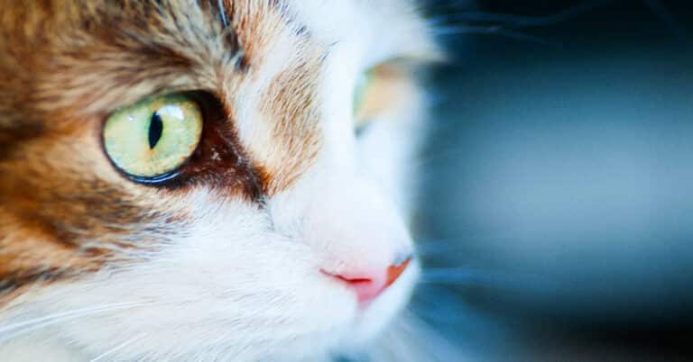 What Colors Cats Like? Unique Shades Of Feline Perception 