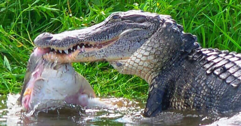 What Do Alligators Eat?