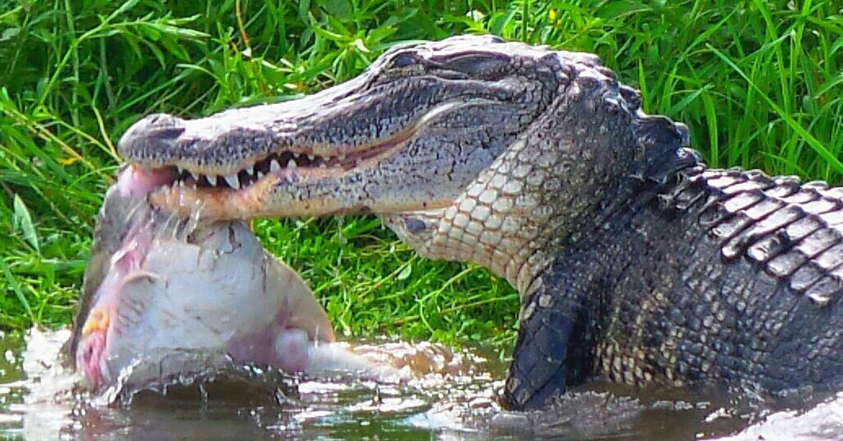 How Do Alligators Eat?