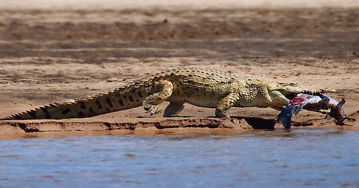 Crocodile tears' are surprisingly similar to our own