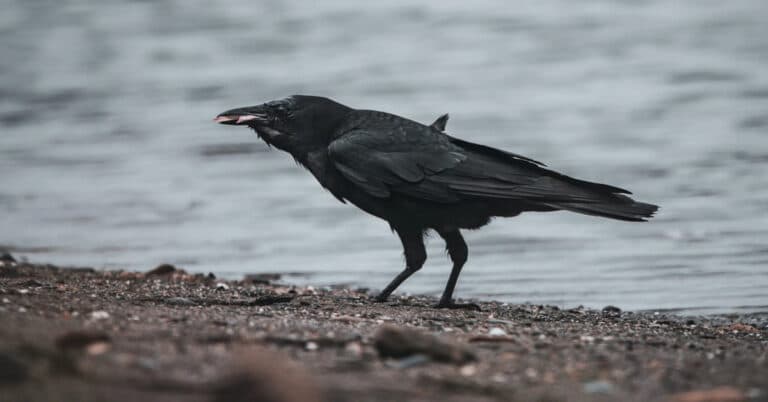 What Do Crows Eat: Their Eating Habits!