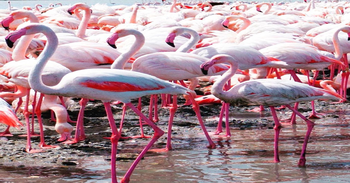 What Do Flamingos Eat