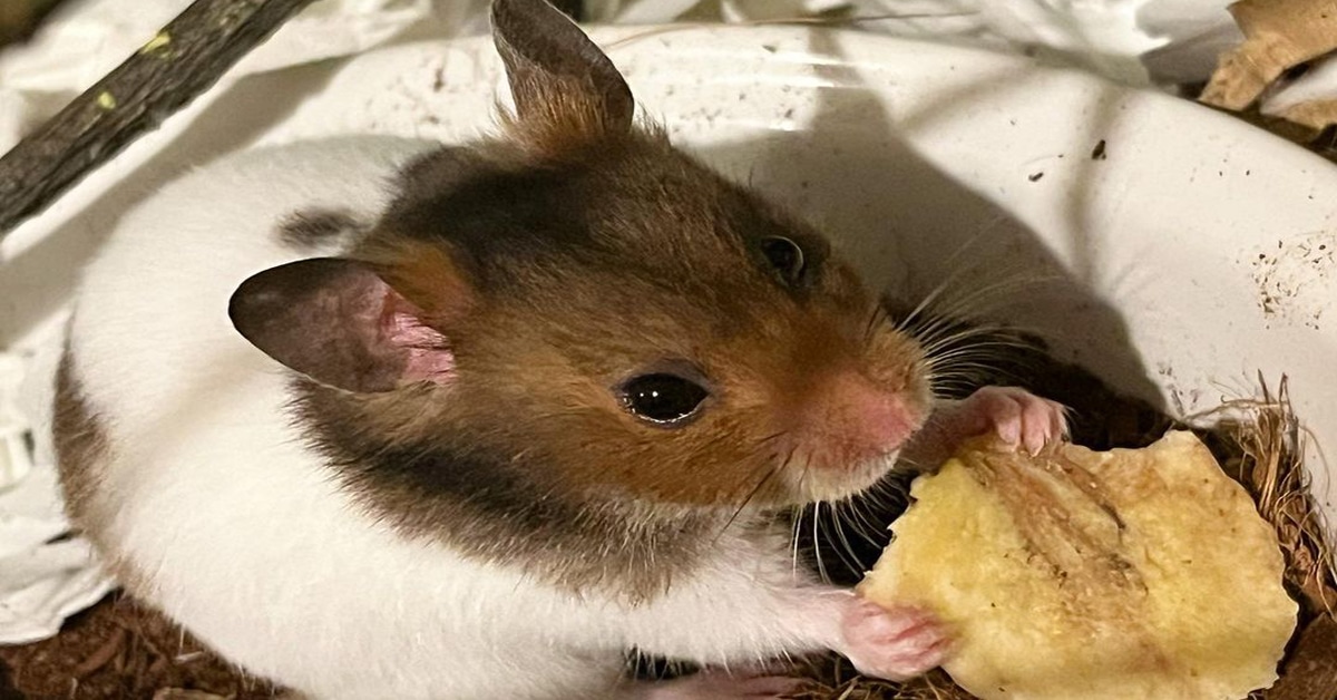 Hamsters Eating Hamsters Eating