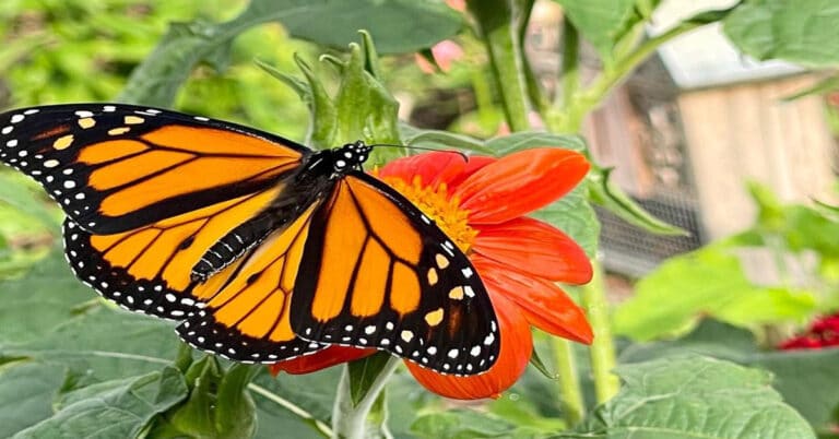 What Do Monarch Butterflies Eat?