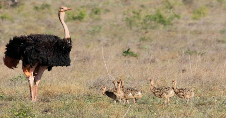 What Do Ostriches Eat?