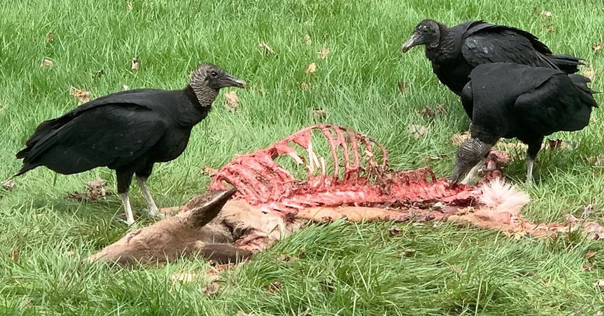 What Do Vultures Eat