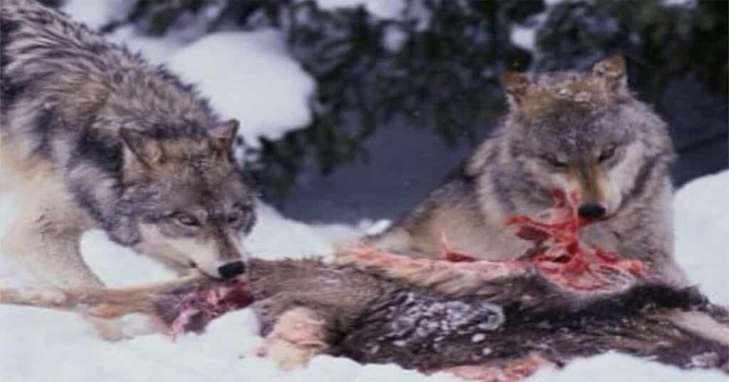 What Do Wolves Eat