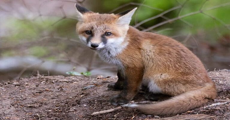 What Does Fox Poop Look Like?