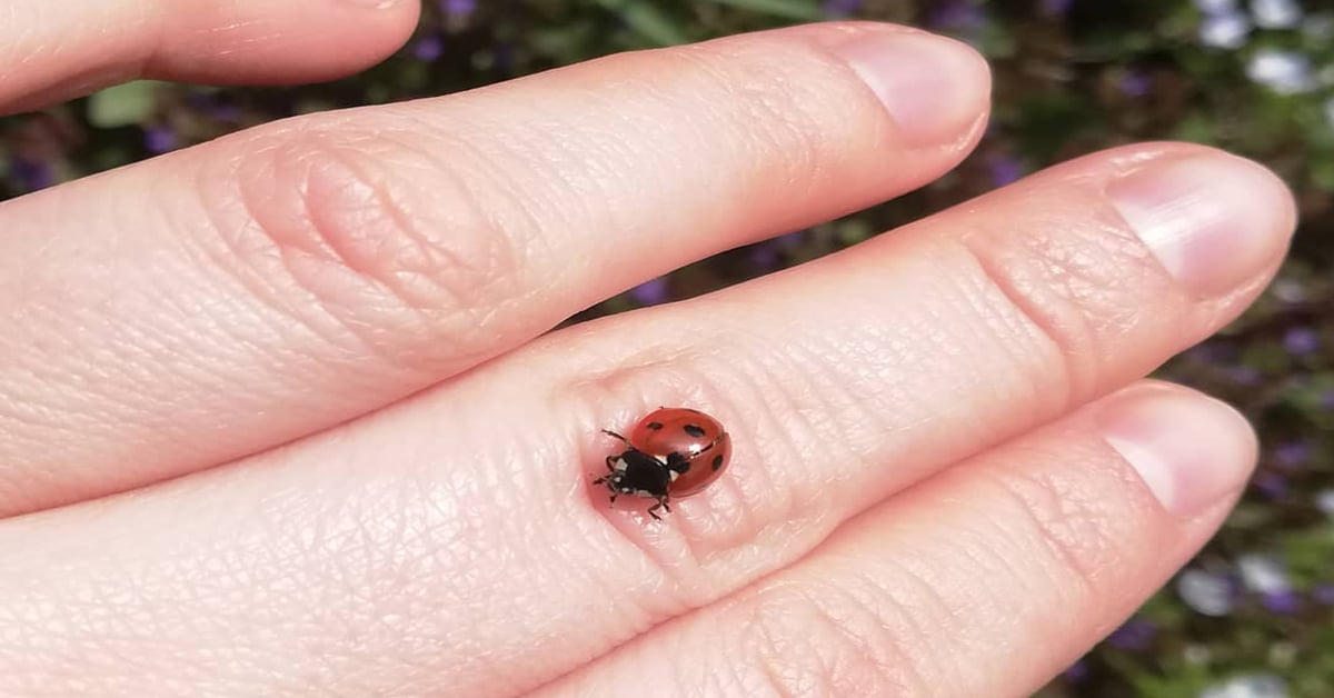 What Does It Mean When A Ladybug Lands On You? - Learn About Nature