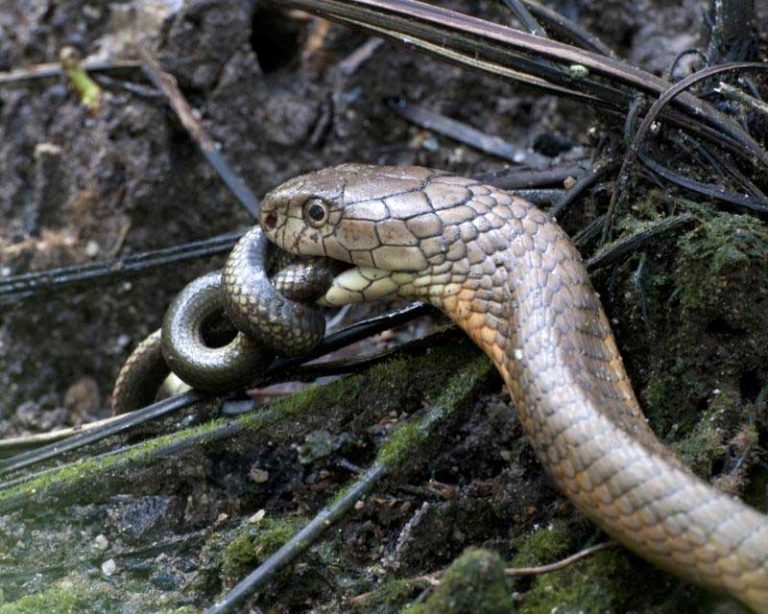 What Eats Snakes: Ophiophagy