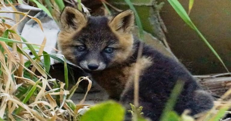 What Is A Cross Fox? Characteristics & Interesting Facts You Should Know