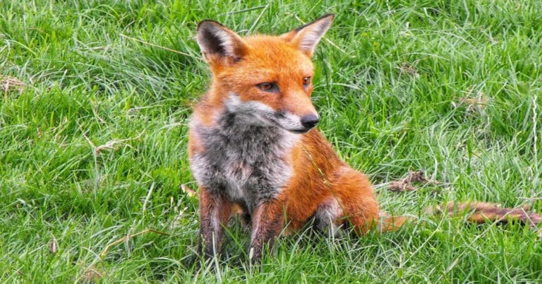 What Is a Female Fox Called?