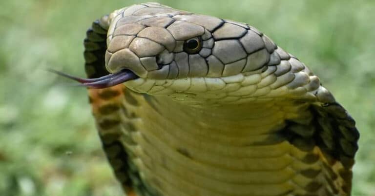 What Snake Can Kill You the Fastest? Exploring the Potency of Snake Venoms