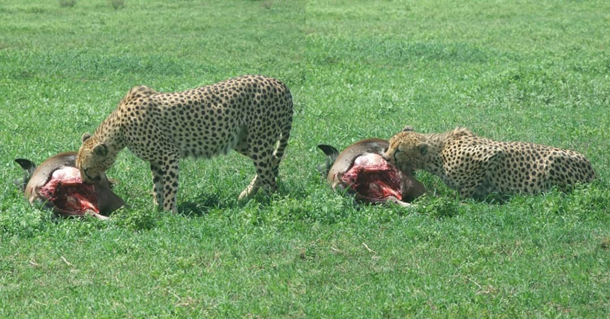 What Do Cheetahs Eat