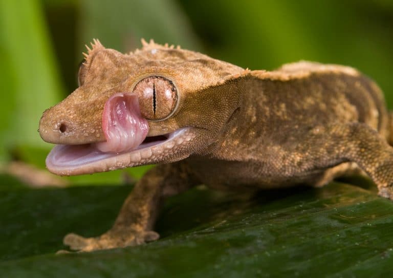 What do Geckos Eat?