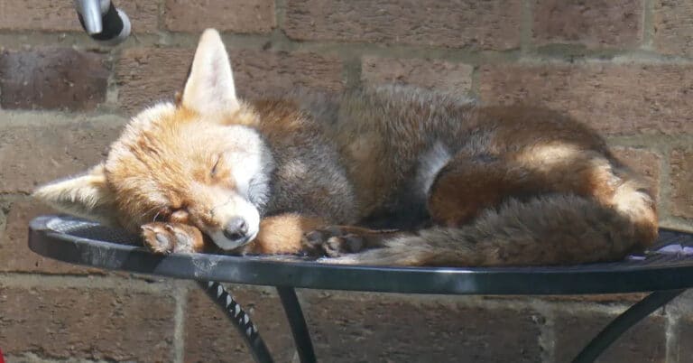 Where Do Foxes Sleep?