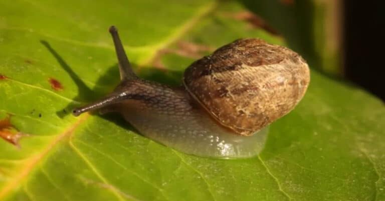 Where Do Snails Live?