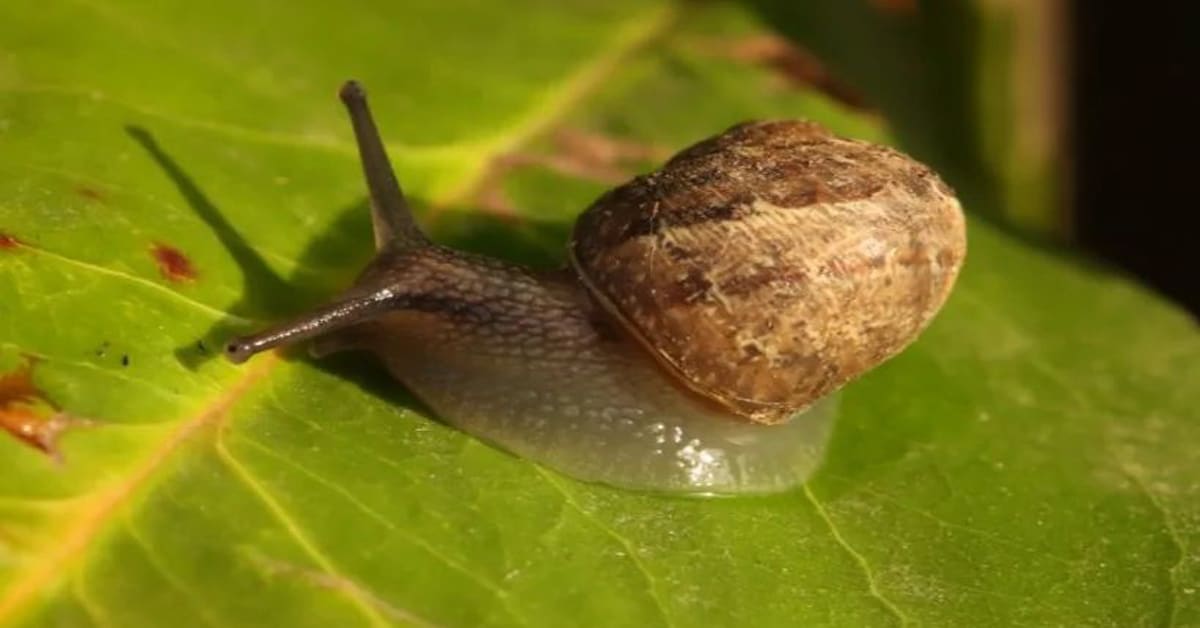 Where do snails live