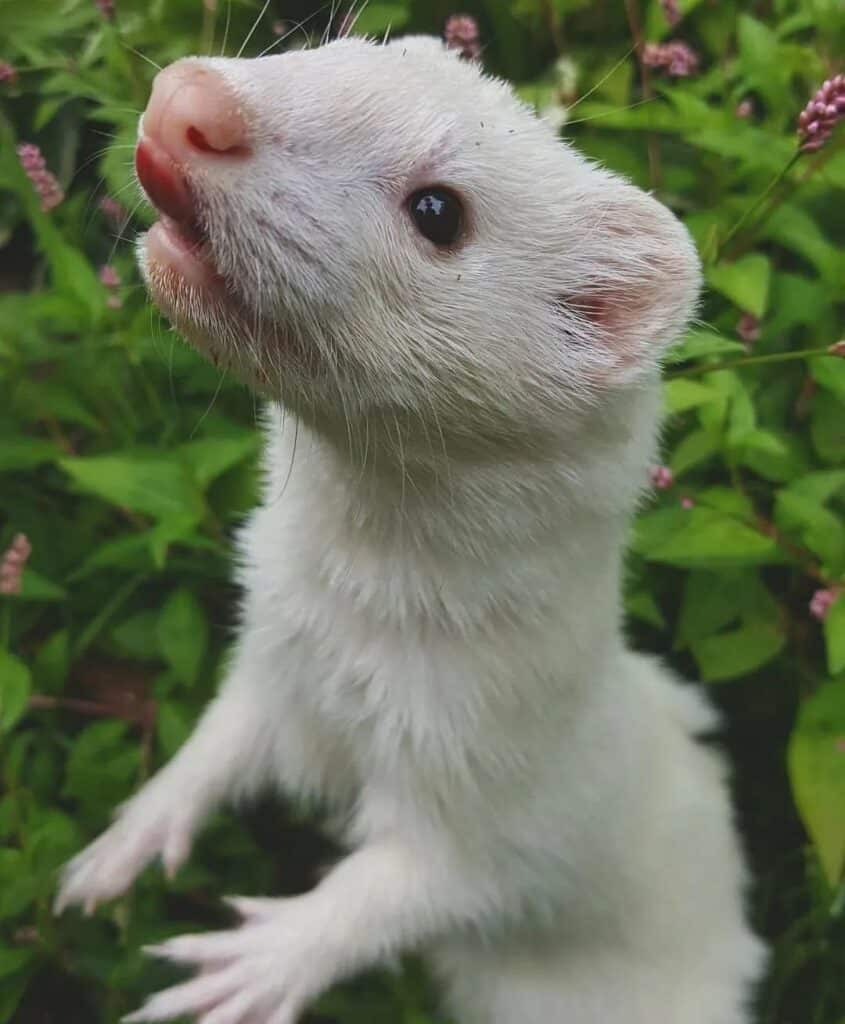 White Ferret