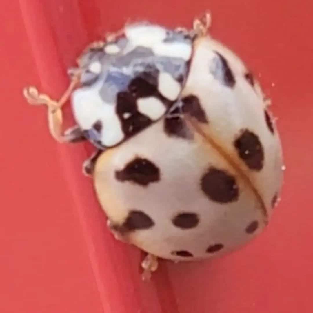 White Ladybug Learn About Nature