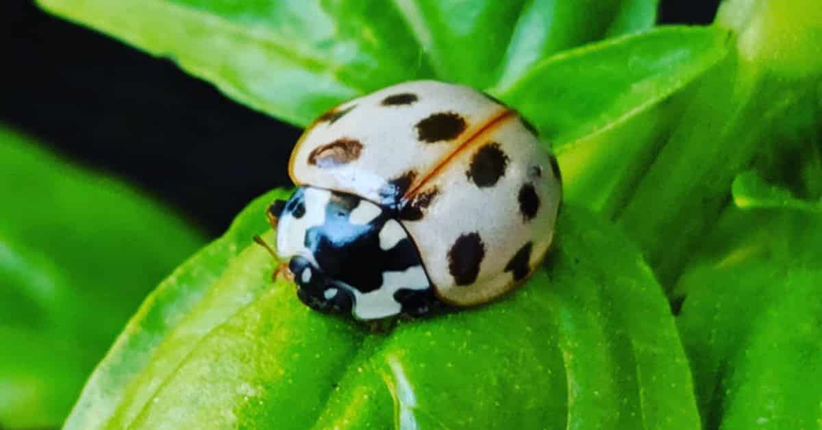 White Ladybug