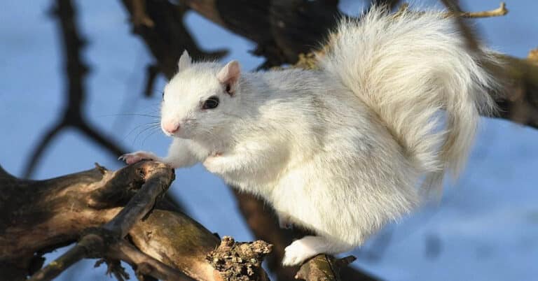 White Squirrel – Rare & Unique Characteristics