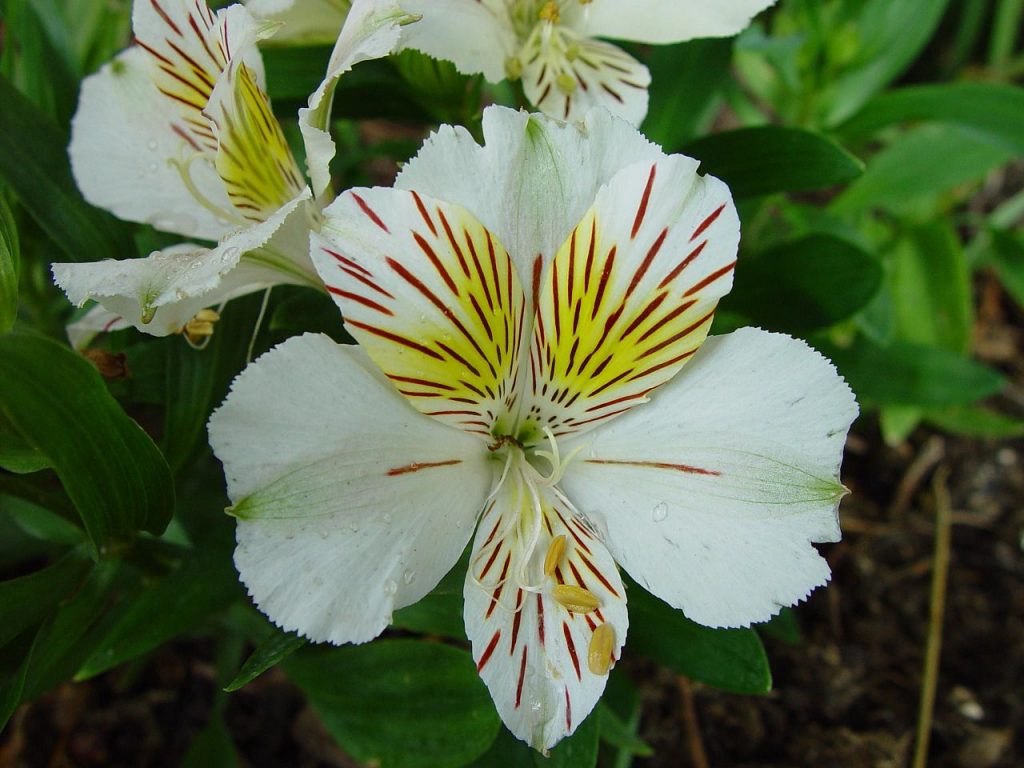 Casablanca Lilies