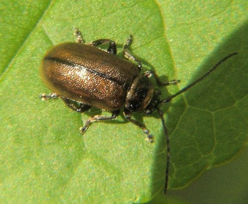 Imported Willow Leaf Beetle