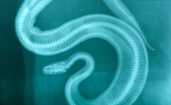 X-Ray Picture of a Snake