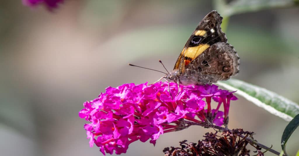 Yellow Bar Butterfly