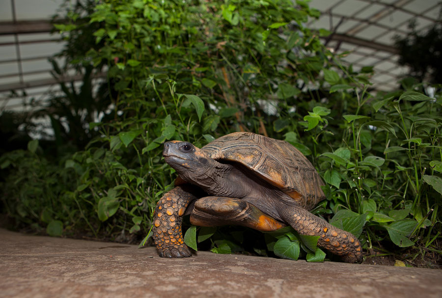 Yellow Footed Tortoise