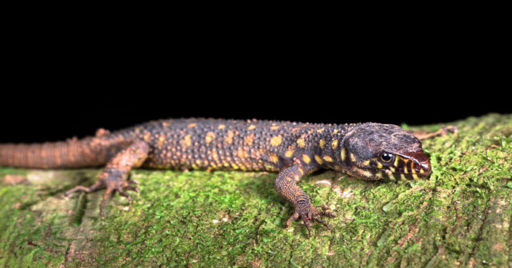 Yellow Spotted Lizard