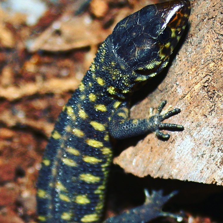 Yellow-Spotted Lizard