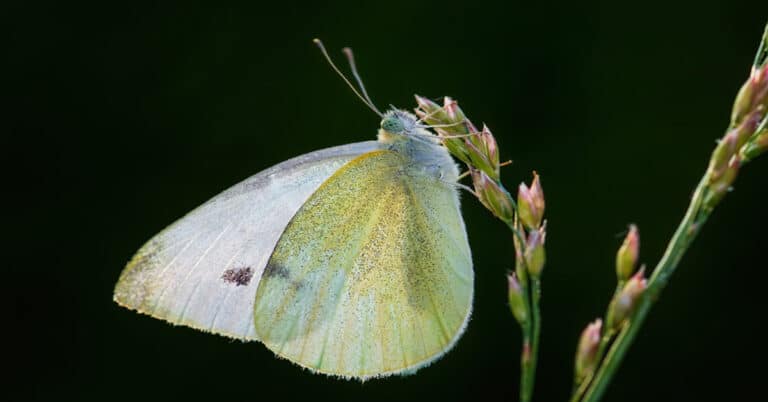 Yellow White Butterfly