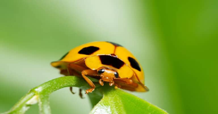 Ladybug Species