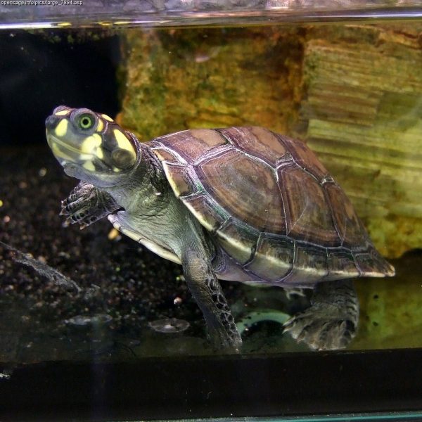Description of the Yellow-spotted River Turtle