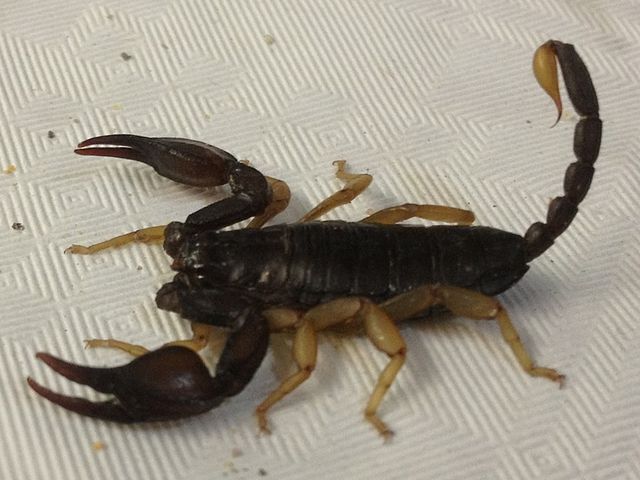 Yellow-tailed Scorpion