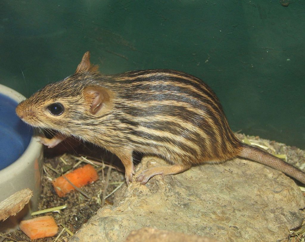 Zebra Mice